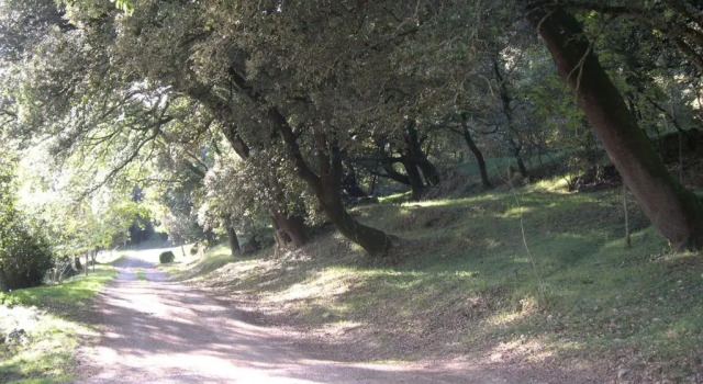 Апартаменты Mas Molera Turisme Rural