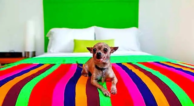 Двухместный номер Standard с видом на город The Saguaro Palm Springs