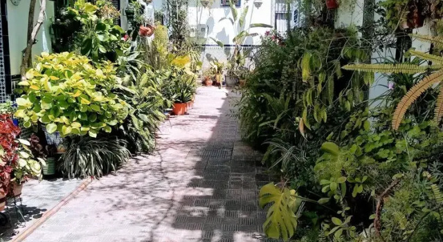 Wish Suite Patio de la Flores