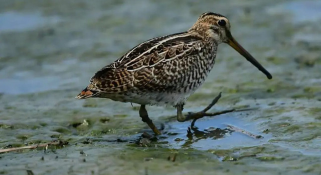 Waterbirds Family