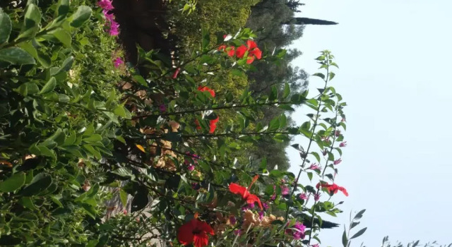 Студия Apostolos & Eleni Family Apartments
