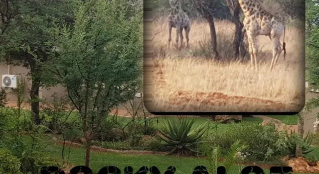 Люкс Deluxe Rocky Aloe Lodge