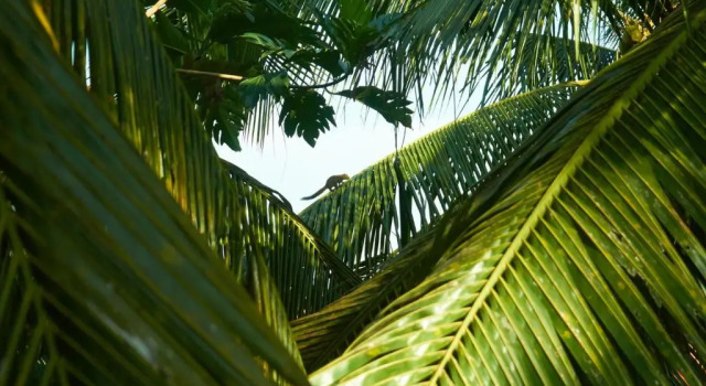 Двухместный номер Deluxe Eden House Ubud