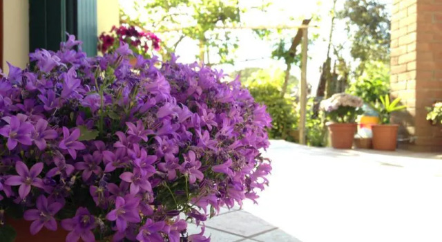 B&B Iliana