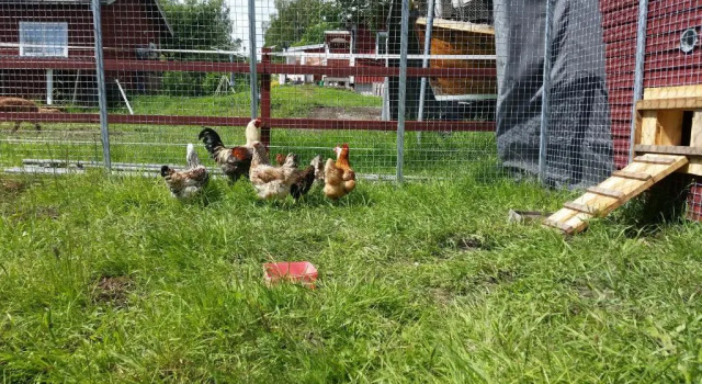 Haga gård och Stall, Varaa Hotelli  