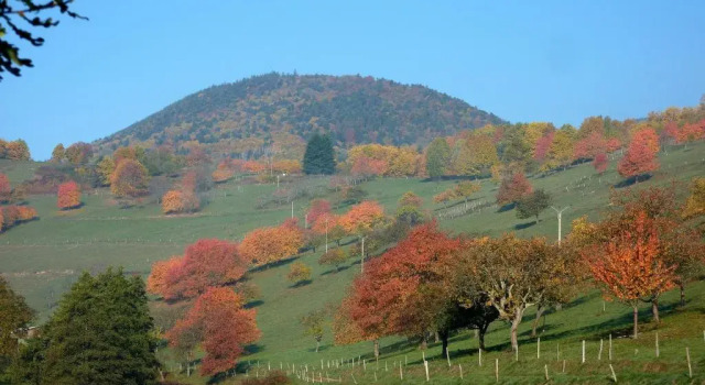 Gîte Schlitteur Et Sapiniere