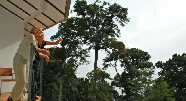 Бунгало Standard Dantica Cloud Forest Lodge