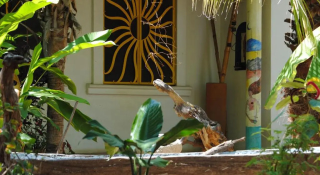 Бунгало Hotel Villa Mozart y Macondo