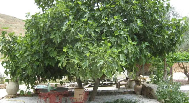 Cortijo Las Palmeras