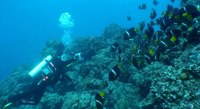 Номер Economy Galapagos Verde Azul
