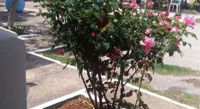 Апартаменты Andys Gardens