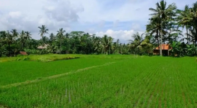 Двухместный коттедж Deluxe с видом на сад Kubu Jamu Ubud
