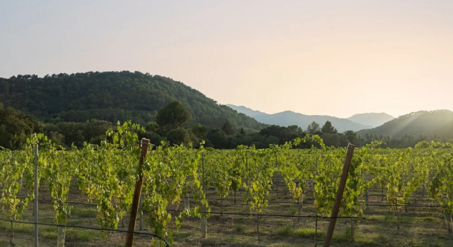 Rondaia Boutique Vineyard Stay – Mallorca, Tramuntana