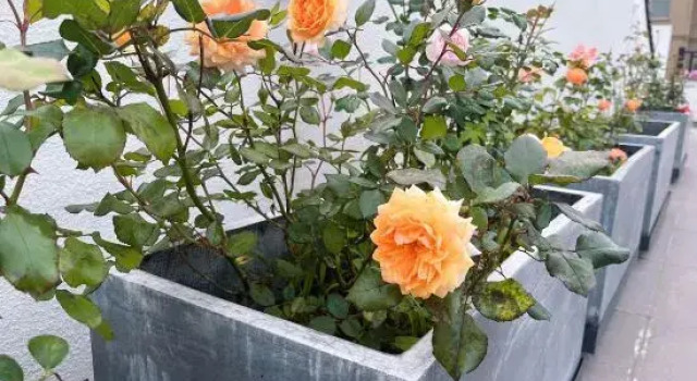 Shenbei Flower Garden Light Luxury Flower Homestay, Prenota Hotel Hotel a Ningbo con parcheggio, Parcheggio