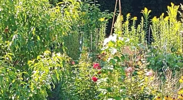 Au jardin de la Maison des Soeurs, Book Hotel Mutzig Alsace Wine Route
