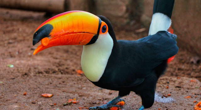 Eco Chales And Camping, Prenota Campeggio Campeggi e glamping a West-Central Brazil, Campeggio