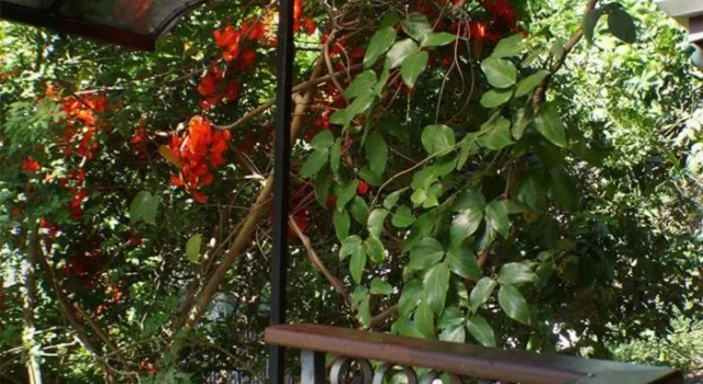 Chales e Pousada Manobra