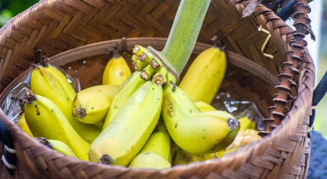House With one Bedroom in Bouillante, With Wonderful sea View, Enclosed Garden and Wifi - 5 km From the Beach, Rezerwuj Dom wakacyjny Bouillante Basse-Terre