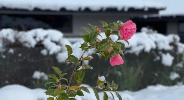 Коттедж Alice Garden