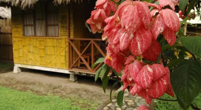 Yarina Eco Lodge, Book Vacation Home Hotels in Amazonas with Breakfast, Breakfasts