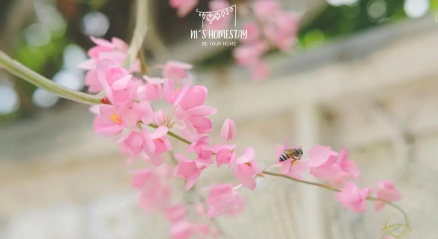 Апартаменты Ni's Homestay