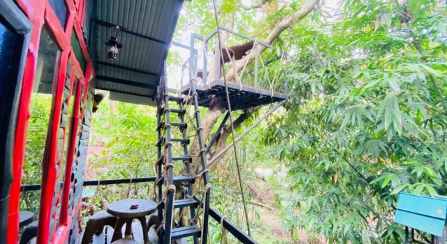 Люкс Khao Sok Tree House Resort