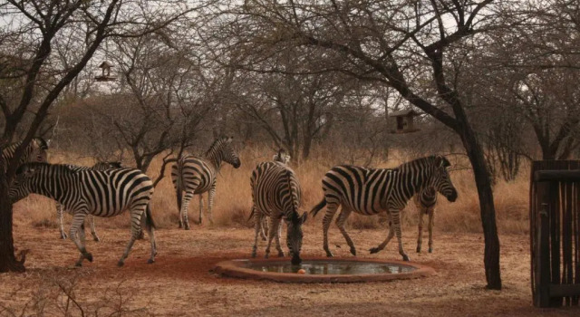 Шале Makhato 84 Bush Lodge
