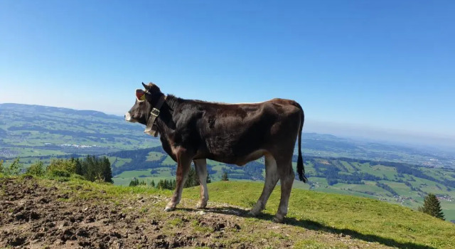 Moderne FeWo im Allgäu mit Spülmaschine, Reserva ahora Hotel Weitnau Westallgaeu
