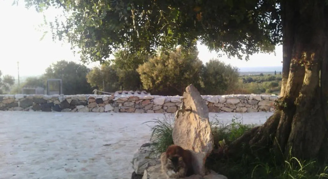 Номер Standard Agriturismo Sa Conca Ruia