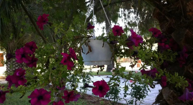 Santa Catalina, Book Apartment  