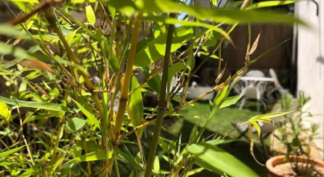Коттедж c 1 комнатой TY LAUMANN petite maison jardin sur le port de vannes avec Parking souterrain