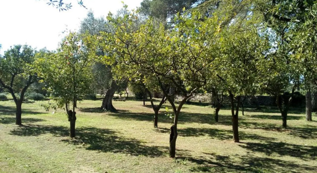 Двухместный номер Standard с видом на сад Agriturismo Villa Coluccia