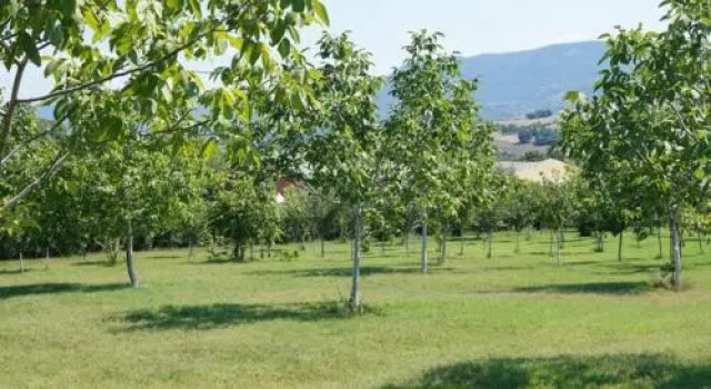 Hostel Restoran Slon