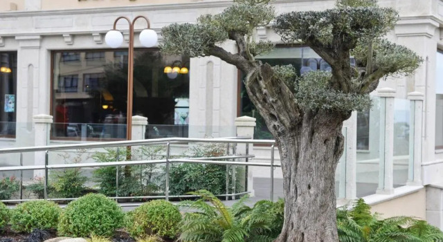 Hotel Os Olivos