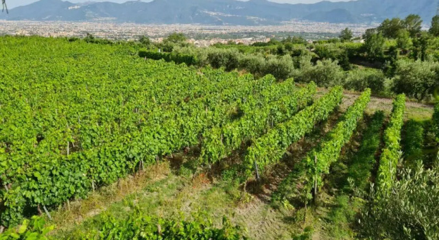 Полулюкс Vesuvio Inn Bed & Wine Experience