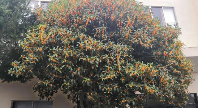 金桂苑