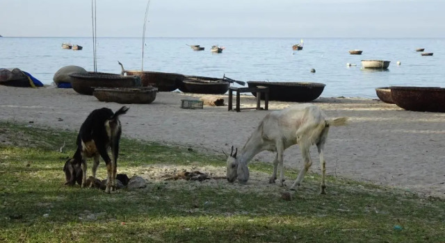 Двухместный номер Standard Cham Island Smiles Homestay