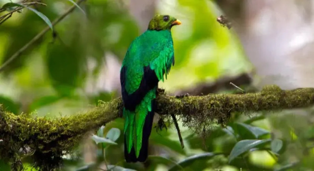 Tandayapa Bird Lodge, Prenota Hotel Nanegalito Pichincha