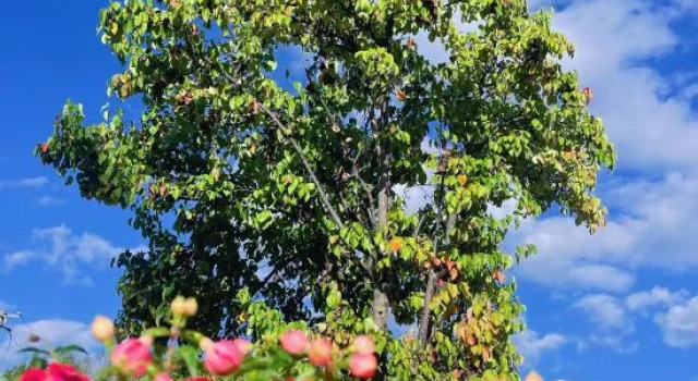 Lakeside Hotei, Đặt Khách sạn Puluo Trung Hoa