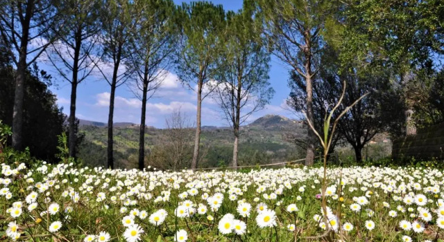 Апартаменты Agriturismo Pereti