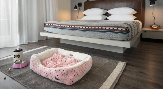 Номер Standard Moxy Nashville Vanderbilt Area