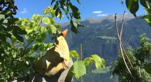 The Koflhittl Comfortable Holiday Residence, Забронировать Отель Кастельбелло-Циардес Vinschgau