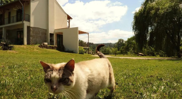 Коттедж Quinta Rio de Oliveira