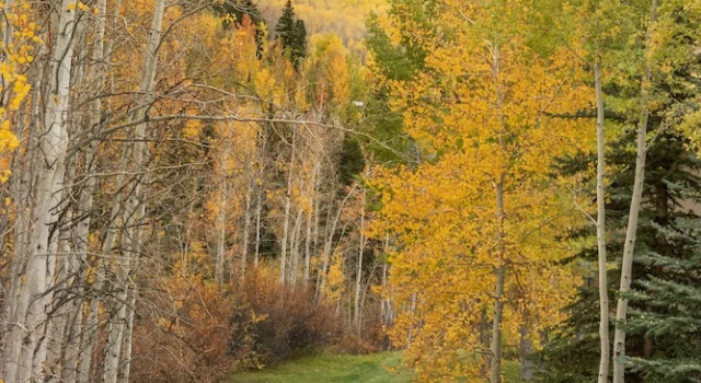 Two Creeks by Snowmass Vacations