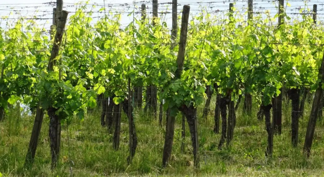 Апартаменты Ferienwohnungen am Fohrenberg