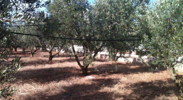 Коттедж Oasi tra gli Ulivi