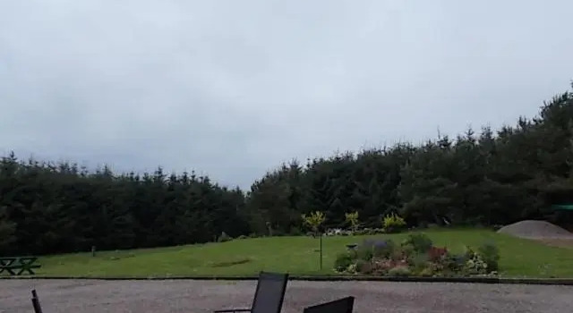 Camera Standard Forest View