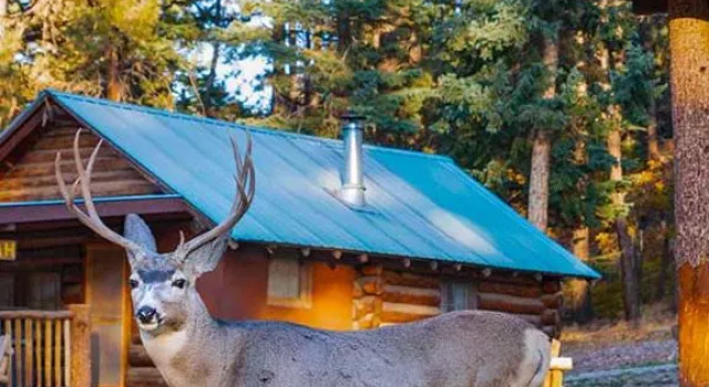 Двухместный номер Standard Corkins Lodge