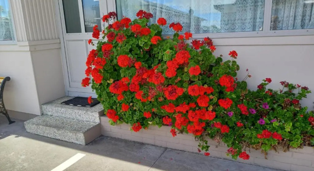 Люкс Standard Comfort Inn Tayesta Motel