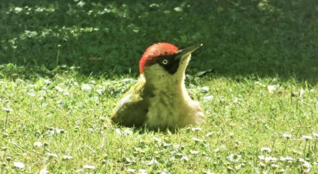 Коттедж Les Roses Trémières